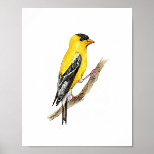 Affiche Peinture d'oiseau Finch Américain Jaune à l'aquare