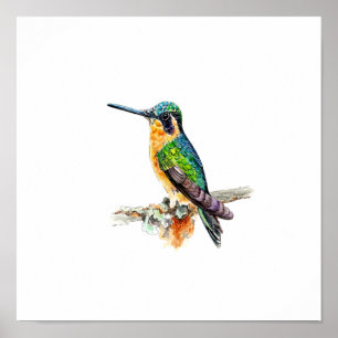 Affiche Peinture d'oiseau-mouche vert à l'aquarelle