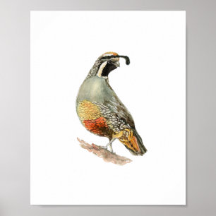 Affiche Peinture d'oiseau perdrix à l'aquarelle