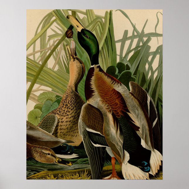 Affiche Peinture d'oiseaux de Mallard Duck Audubon (Devant)