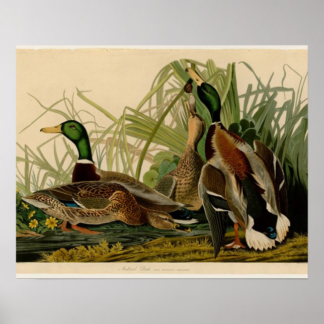 Affiche Peinture d'oiseaux de Mallard Duck Audubon (Devant)