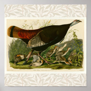 Affiche Peinture d'oiseaux sauvages de Turquie Audubon