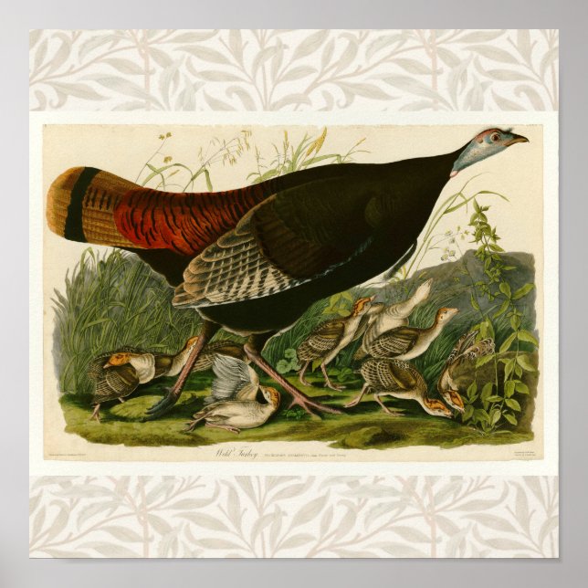 Affiche Peinture d'oiseaux sauvages de Turquie Audubon (Devant)