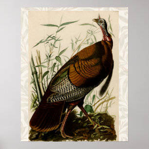Affiche Peinture d'oiseaux sauvages de Turquie Audubon