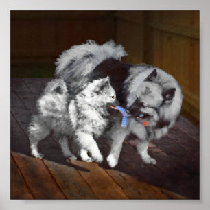 Affiche Peinture Keeshond Playtime - Jolie art original ch