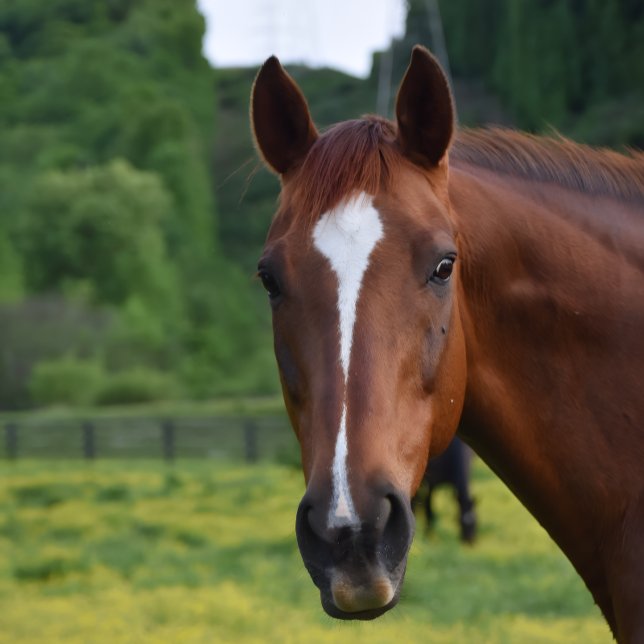 Affiche peinture murale (Kentucky Pride-Sherry stclair McDowell Bretz art )