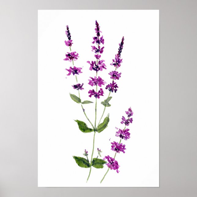 Affiche peinture originale aquarelle fleurs de sauge viole (Devant)