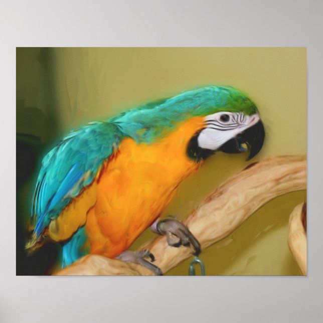 Affiche Peinture photo de perroquet bleu or Macaw (Devant)