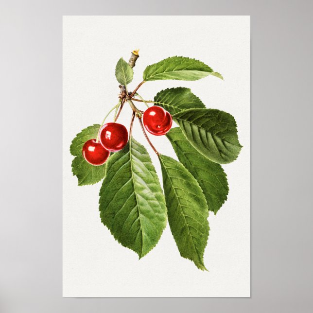 Affiche Peinture vintage d'aquarelle de fruits de cerisier (Devant)