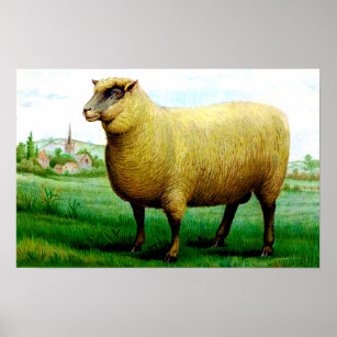 Affiche peinture vintage de mouton