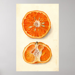 Affiche Peinture vintage de Tangerines