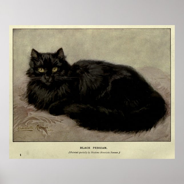 Affiche Peinture vintage d'un chat noir (1903) (Devant)