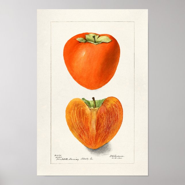 Affiche Peinture vintage Persimmons Fruit Aquarelle (Devant)
