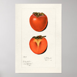 Affiche Peinture vintage Persimmons Fruit Aquarelle