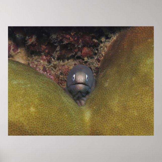 Affiche Pékin Moray (Devant)