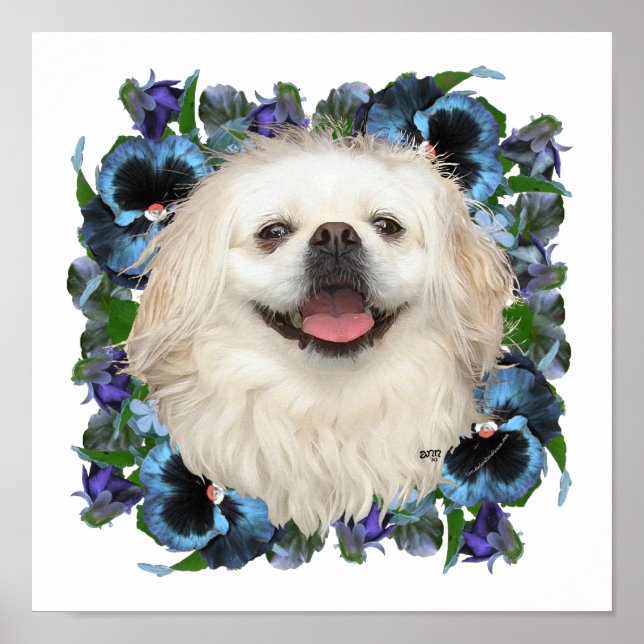 Affiche Pekingese blanc avec lunettes (Devant)