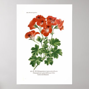 Affiche Pelargonium grandiflorum