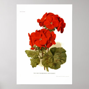 Affiche Pelargonium 'Sa Majesté'