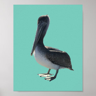 Affiche Pélican