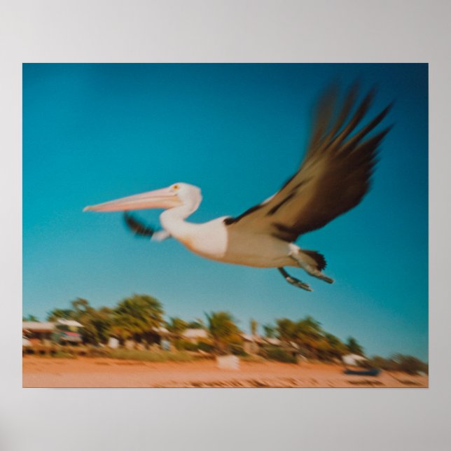 Affiche Pélican (Devant)