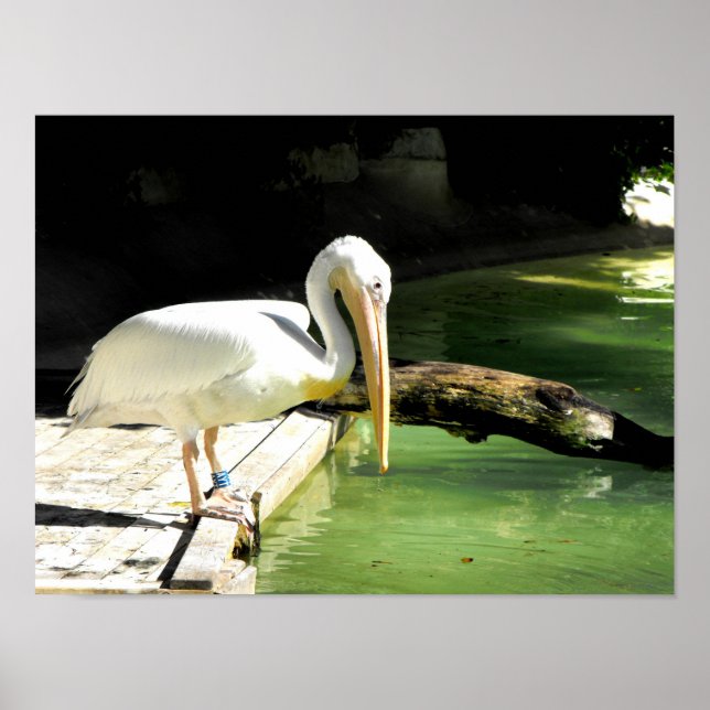 Affiche Pélican au printemps en Espagne (Devant)