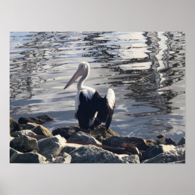 Affiche Pélican blanc (Devant)