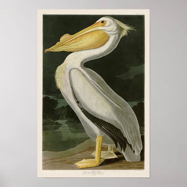 Affiche Pélican blanc John James Audubon Oiseaux d'Amériqu (Devant)