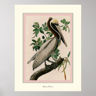 Affiche Pélican Brown