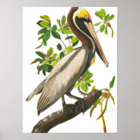 Pélican Brown par John James Audubon
