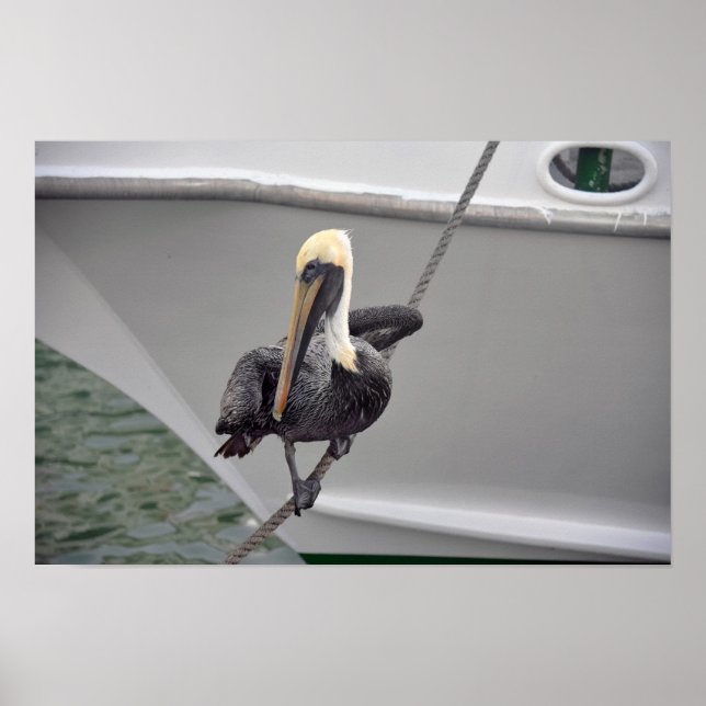 Affiche Pélican brun en équilibre sur une corde, Floride (Devant)