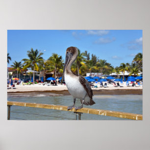 Affiche Pélican brun, Higgs Beach, Key West, Floride
