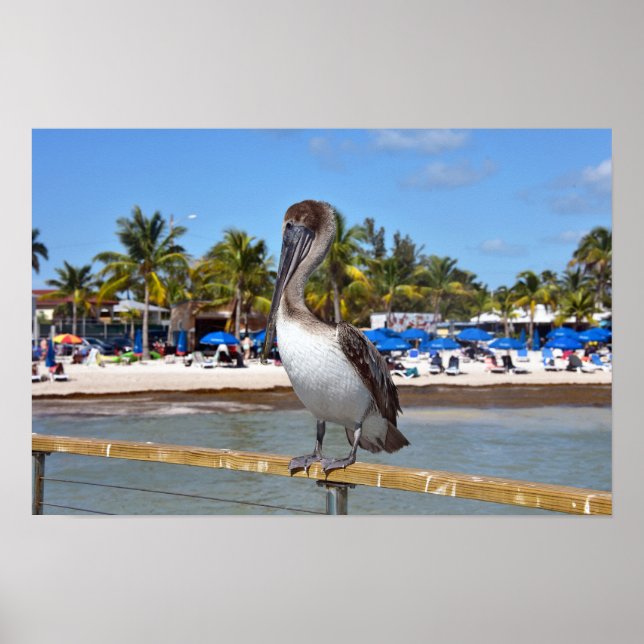 Affiche Pélican brun, Higgs Beach, Key West, Floride (Devant)