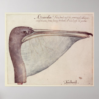 Affiche Pelican, c.1590