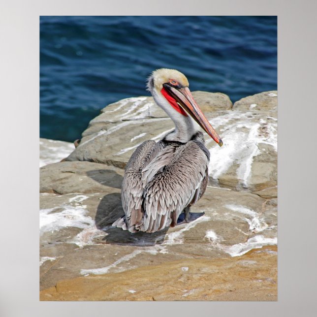 Affiche Pélican Dans L'Océan (Devant)
