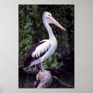 Affiche Pélican sur une branche, Tasmanie - Australie