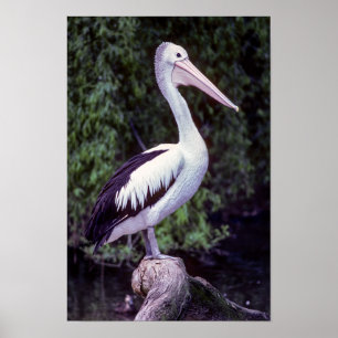 Affiche Pélican sur une branche, Tasmanie - Australie
