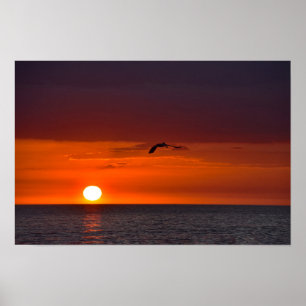 Affiche Pélican volant au coucher du soleil