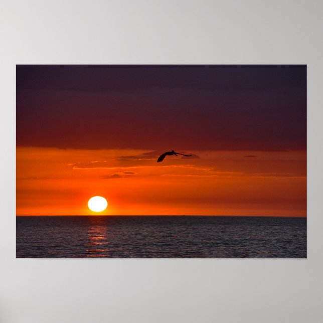 Affiche Pélican volant au coucher du soleil (Devant)
