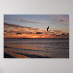 Affiche Pélican volant au lever du soleil, Dauphin Island,