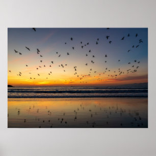 Affiche Pélicans au coucher du soleil - Venice Beach, CA