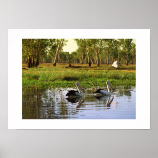 Affiche Pélicans australiens : parc national de Kakadu, NT