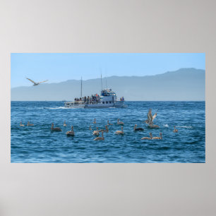 Affiche Pélicans Basking & Bateau - Marina Del Rey, CA