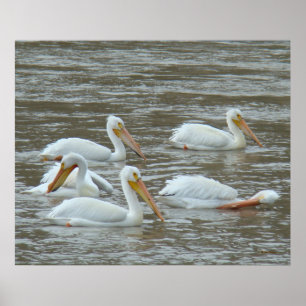 Affiche Pélicans blancs B16 sur une rivière boueuse