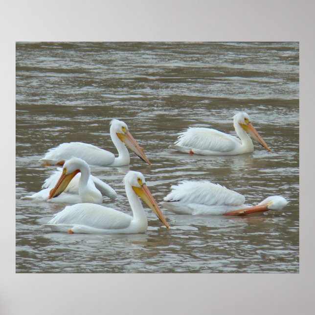 Affiche Pélicans blancs B16 sur une rivière boueuse (Devant)
