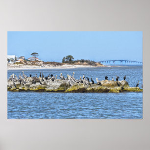 Affiche Pélicans et cormorans et le pont de l'île Dauphin