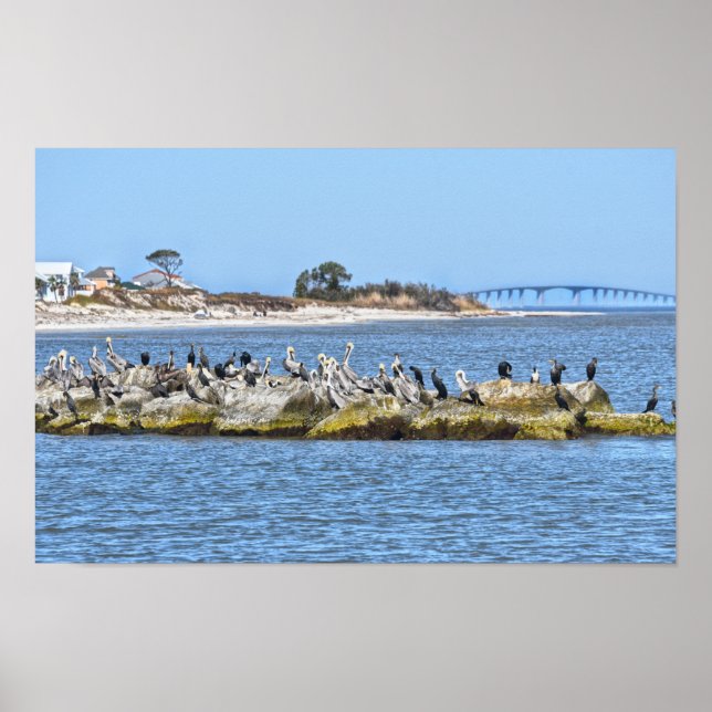 Affiche Pélicans et cormorans et le pont de l'île Dauphin (Devant)
