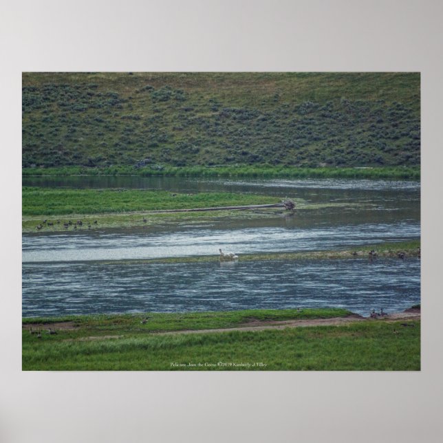 Affiche Pélicans rejoignez l'Oie (Devant)