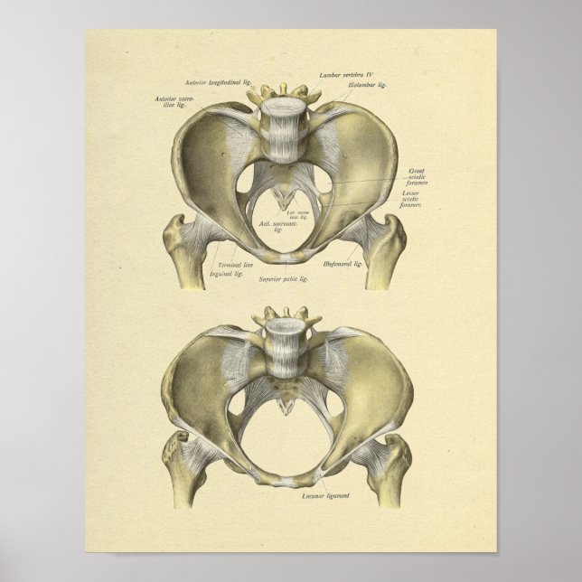 Affiche Pelvis Lumbar Joint Anatomie Bones Imprimer (Devant)