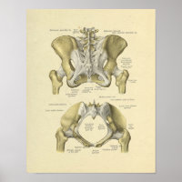 Pelvis Lumbar Joint Anatomie Bones Imprimer
