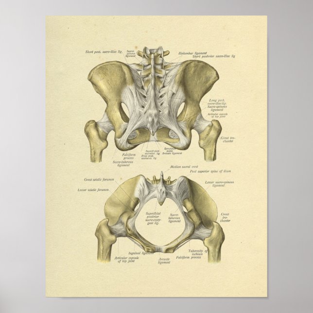 Affiche Pelvis Lumbar Joint Anatomie Bones Imprimer (Devant)